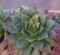 Sempervivum 'Sumplonstern'