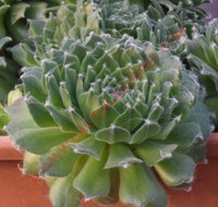 Sempervivum 'Superdome'