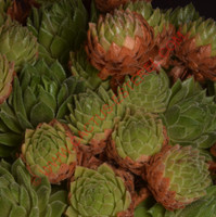 Sempervivum 'Terracotta Baby'