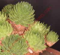 Sempervivum cantabricum