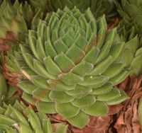 Sempervivum cantabricum