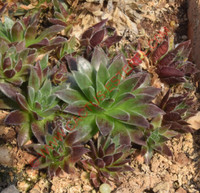 Sempervivum globiferum ssp hirtum 'Prussiana'