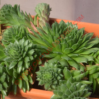 Sempervivum ingwersenii