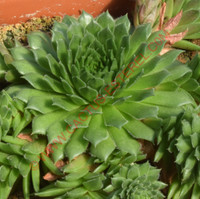 Sempervivum ingwersenii