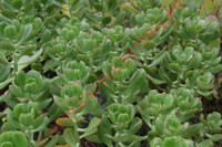 Sedum dendroideum