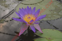 Nymphaea 'Tina'