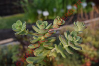 Echeveria multicaulis 'Coerulescens'