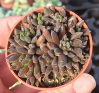 Sinocrassula yunnanensis