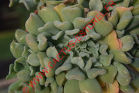 Echeveria runyonii 'Topsy Turvy' Cristata