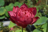 Nelumbo 'Drop Blood'