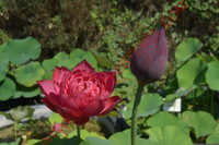 Nelumbo 'Drop Blood'