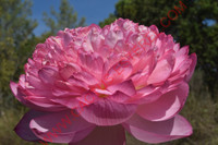 Nelumbo 'Hong Thai Lian'