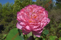 Nelumbo 'Hong Thai Lian'