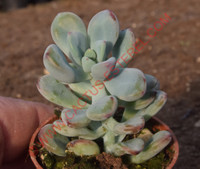 Echeveria 'Pop Corn'