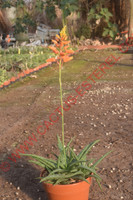 Aloe 'Firebird'