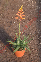 Aloe 'Firebird'