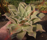 Echeveria 'Madiba'