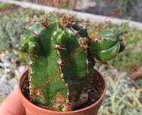 Euphorbia handiensis
