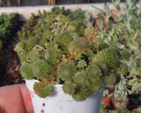 Monanthes polyphylla