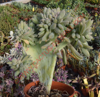 Pachyveria 'Elaine' fa. cristata