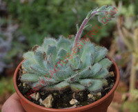 Echeveria setosa (forme bleue)