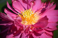 Nelumbo 'Red Phillips'