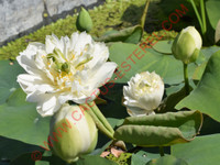 Nelumbo 'Pure Girl'