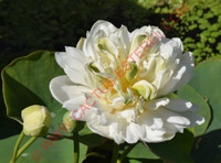 Nelumbo 'Pure Girl'
