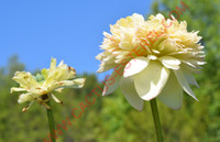Nelumbo 'Nanzhou Buddha’s Light'