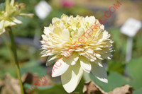 Nelumbo 'Nanzhou Buddha’s Light'