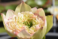 Nelumbo 'Nanzhou Buddha’s Light'