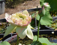Nelumbo 'Nanzhou Buddha’s Light'