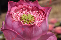 Nelumbo 'Kaveri'
