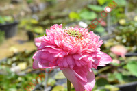 Nelumbo 'Kaveri'