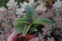 Drimiopsis purpurea