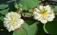 Nelumbo 'Golden Apple'
