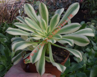 Aeonium arboreum 'Albovariegatum'