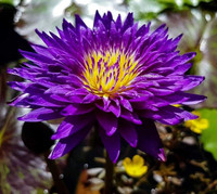 Nymphaea 'Morada Bay'
