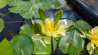 Nymphaea 'Nangwak Yellow'