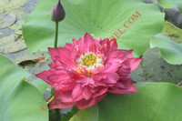 Nelumbo 'Children Sincerity'