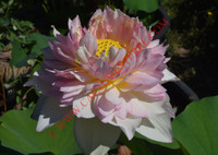 Nelumbo 'Deeply Attracted'