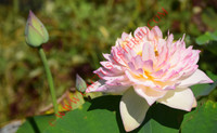 Nelumbo 'Deeply Attracted'