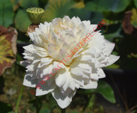 Nelumbo 'Die Yu Wang Shu'