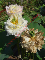 Nelumbo 'Die Yu Wang Shu'