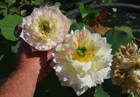 Nelumbo 'Die Yu Wang Shu'