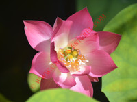 Nelumbo 'Gu Lang Xiao Hong'