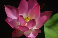 Nelumbo 'Gu Lang Xiao Hong'