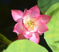 Nelumbo 'Gu Lang Xiao Hong'