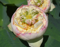 Nelumbo 'Jingling Rainbow'