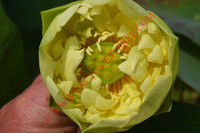 Nelumbo 'Linting Chunai'